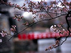 Special Sakura Live Cam from Castle