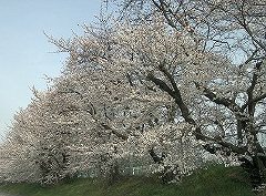 The cherry blossom season