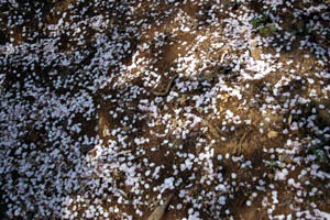 地面の花びら