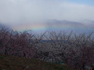 桜と虹