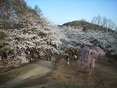 桜のトンネルへ