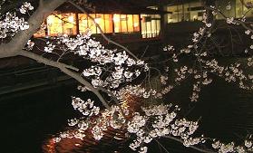 夜桜