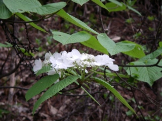 オオカメノキ（ムシカリ）