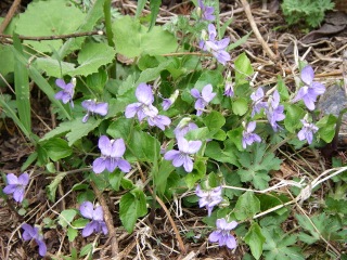 オオタチツボスミレ