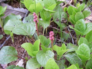 ベニバナイチヤクソウ