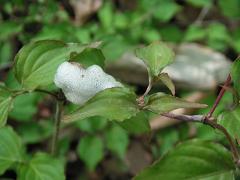 モリアオガエル