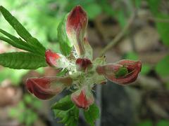 山ツツジつぼみ