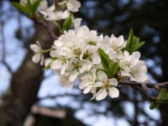 すももの花