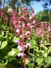 ベニバナイチヤクソウ