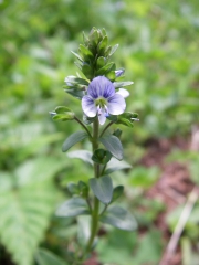 テングクワガタ