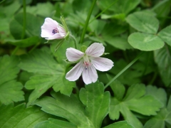 ゲンノショウコ