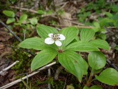 ゴゼンタチバナ