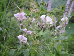 グンナイフウロ