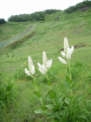 コバイケイソウ