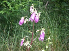 ヤマホタルブクロ