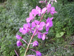 ヤナギラン アップ