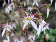 ユキノシタ アップ