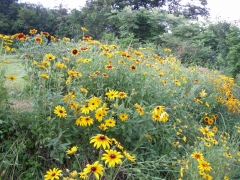 アラゲハンゴンソウ