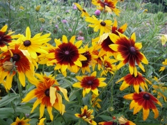 アラゲハンゴンソウ アップ