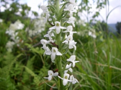 ミズチドリ アップ