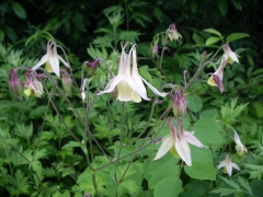 キバナノヤマオダマキ