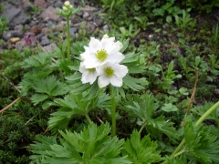 ハクサンイチゲ