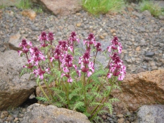 ヨツバシオガマ