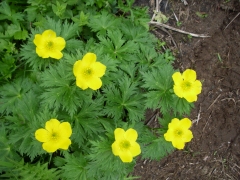 シナノキンバイ