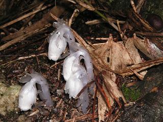 ギンリョウソウ