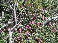 ミヤマシオガマ