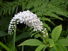 オカトラノオ アップ