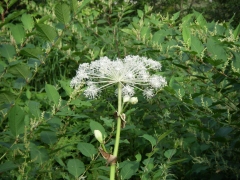 ミヤマシシウド