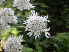 オオハナウド アップ