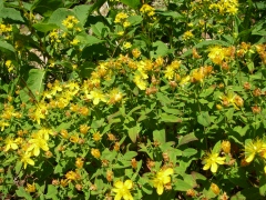 シナノオトギリ