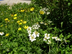 ハクサンイチゲ