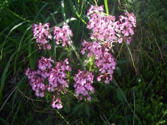 ヨツバシオガマ