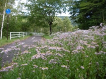 ノコンギク　群生