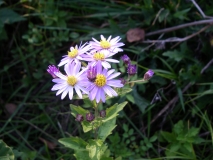 ノコンギク　アップ