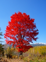 １０／２３大カエデ