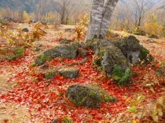 大カエデの根元