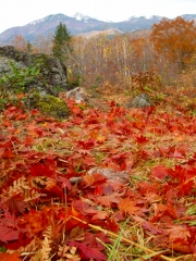 大カエデの落葉