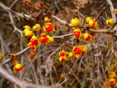 ツルウメモドキ