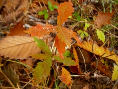 ミズナラの赤ちゃん達