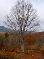 １０／３０大カエデ