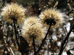 枯れ草