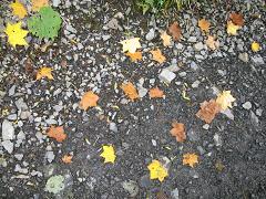 落ち葉