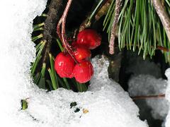 雪赤い
