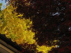秋色２