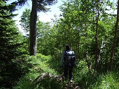 下っていくと林