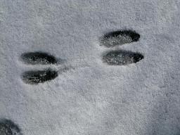 足跡２